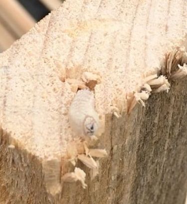 Holzschädling zerstört